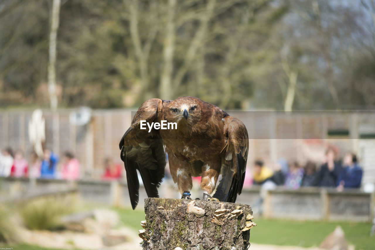 Portrait of golden eagle on tree stump