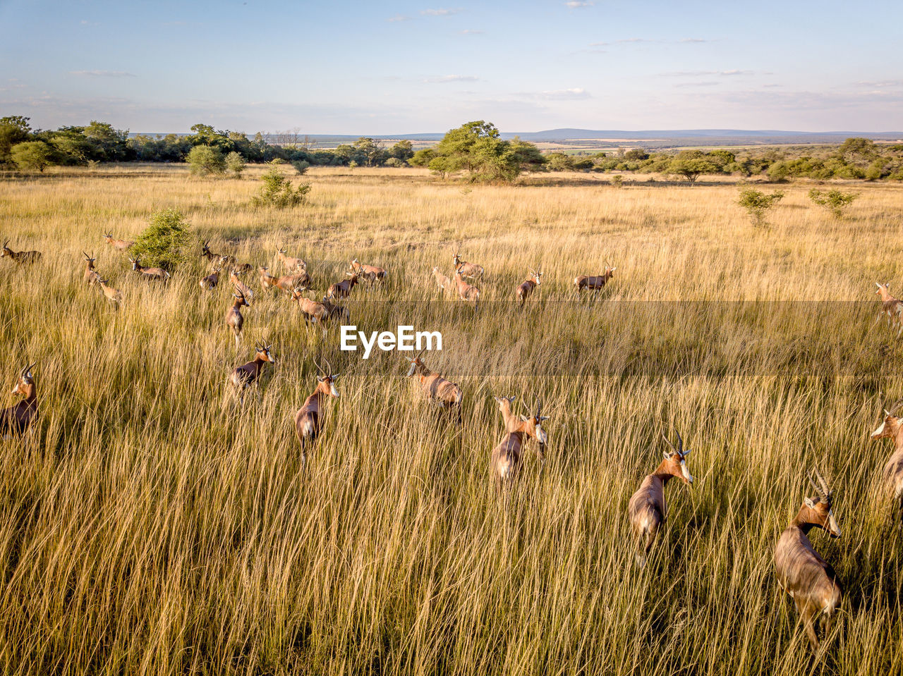 VIEW OF SHEEP ON LAND