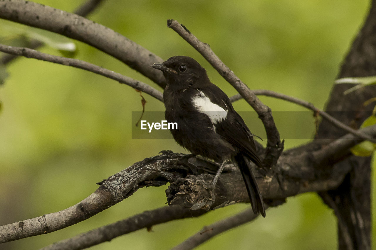 CLOSE-UP OF SPARROW PERCHING ON TREE