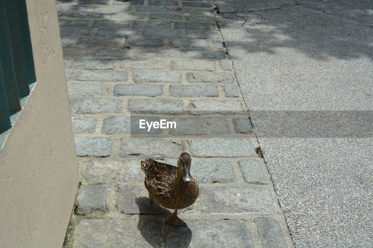 HIGH ANGLE VIEW OF BIRD ON FLOOR