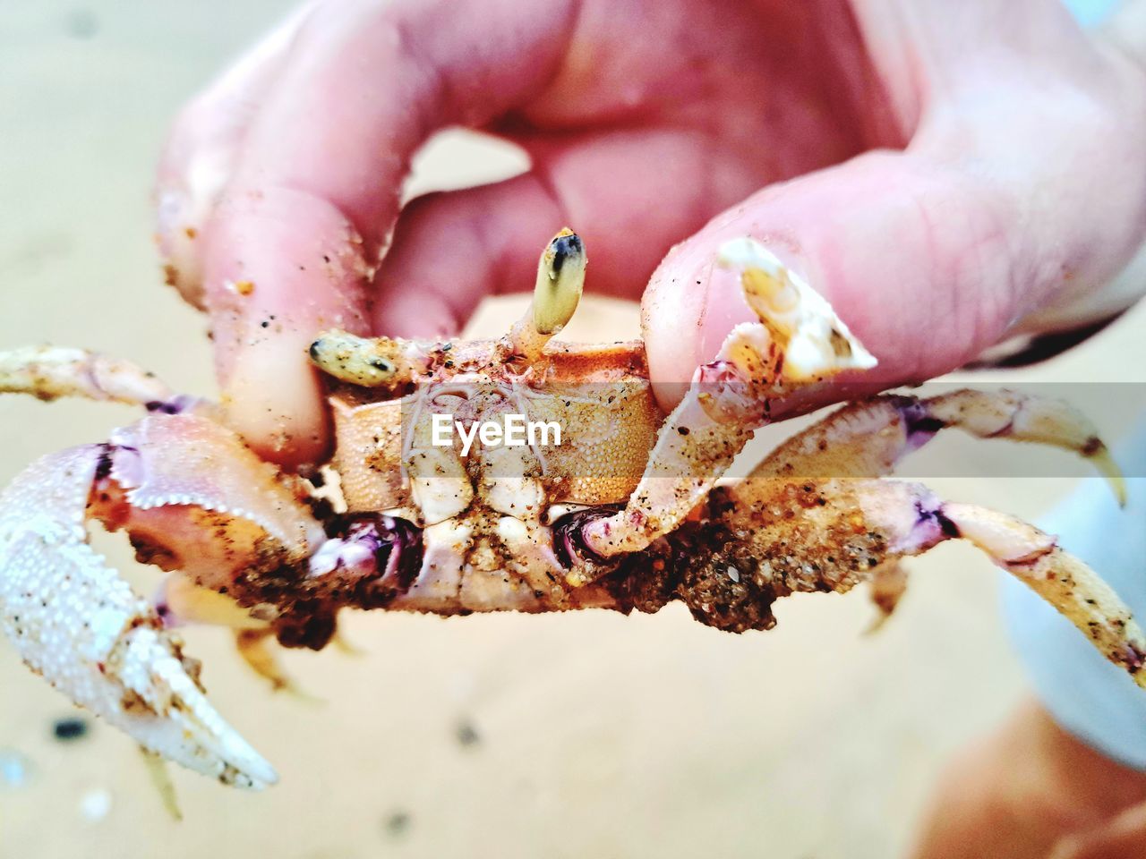 hand, food, seafood, one person, animal, animal themes, holding, close-up, animal wildlife, crustacean, macro photography, crab, focus on foreground, sea, wildlife, one animal, nature, finger, day, sea life, beach, outdoors, hermit crab, marine, adult, land
