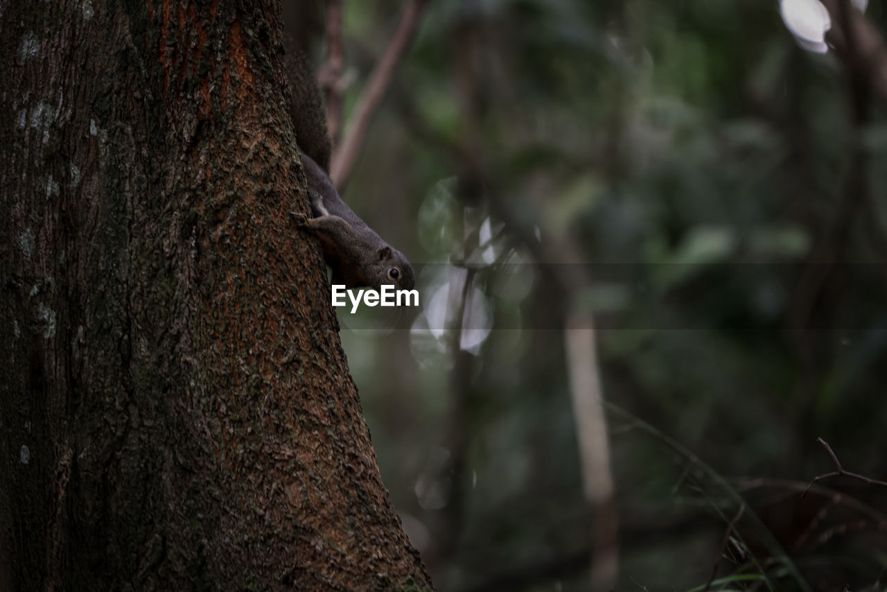 CLOSE-UP OF A TREE