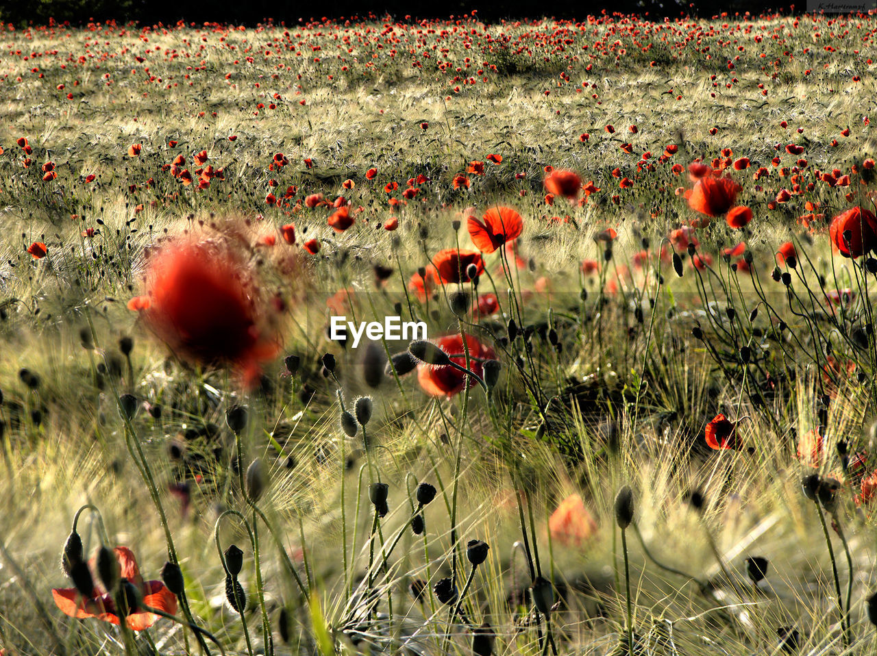 Close-up of flowers in field