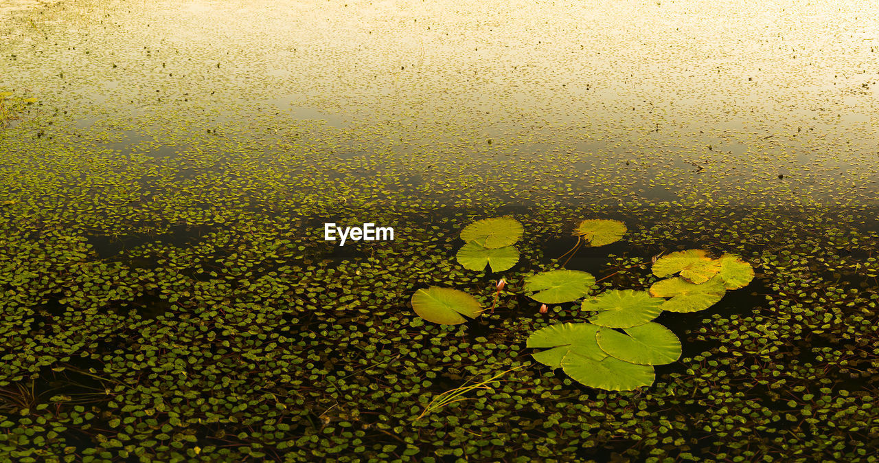 HIGH ANGLE VIEW OF WATER DROPS ON PLANT