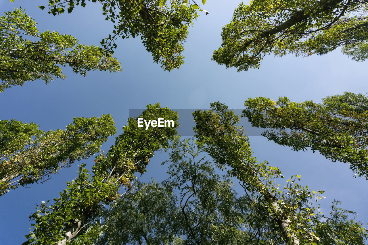 Low angle view of trees against clear blue sky