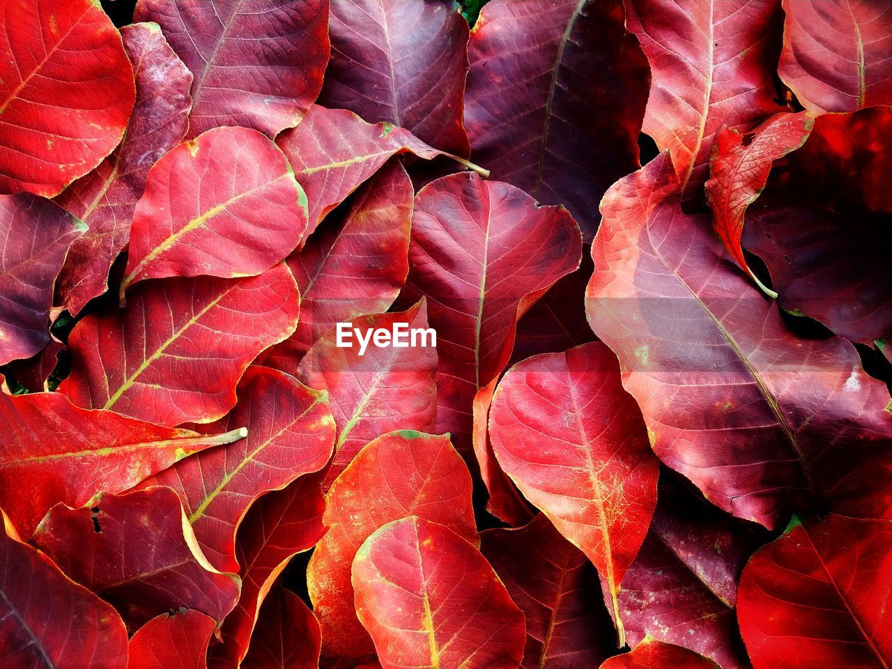 Full frame shot of autumnal leaves