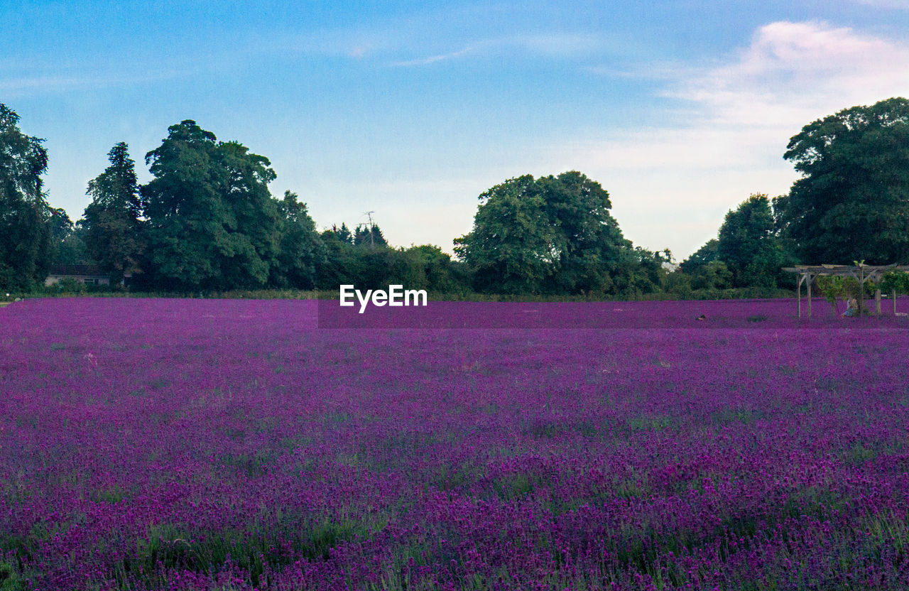 Flowers growing in field