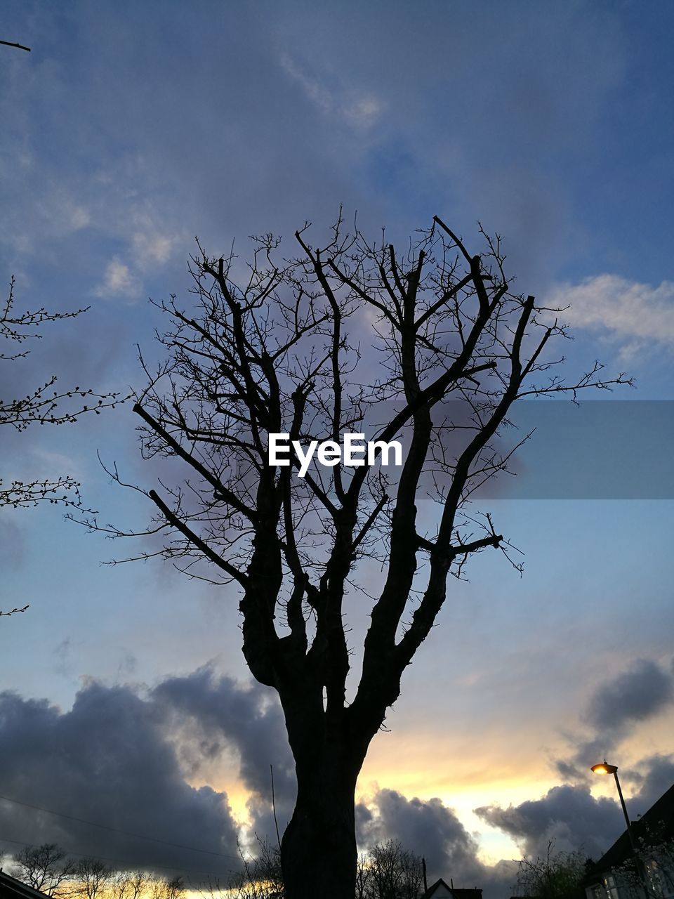 SILHOUETTE OF TREE AGAINST SKY