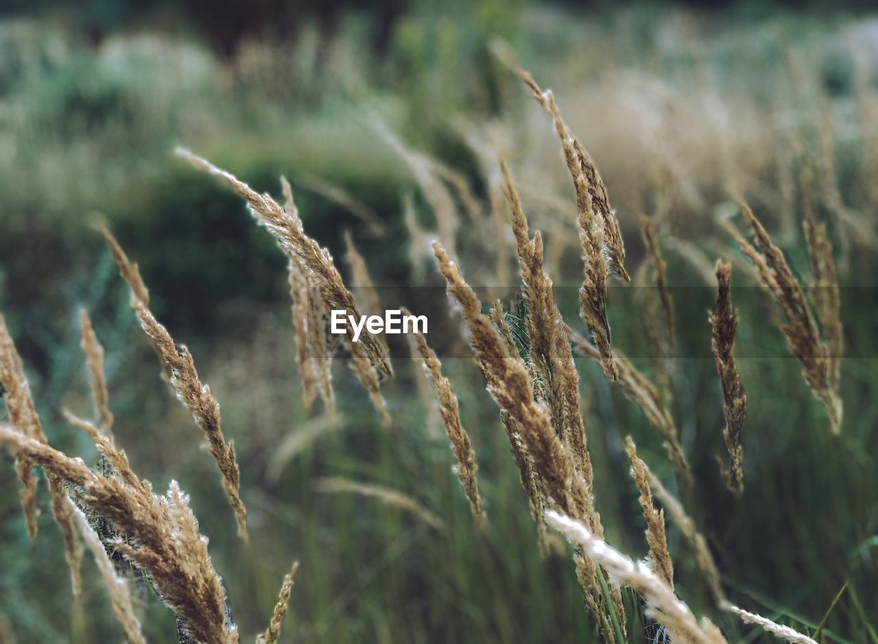 Close-up of wheat growing on field