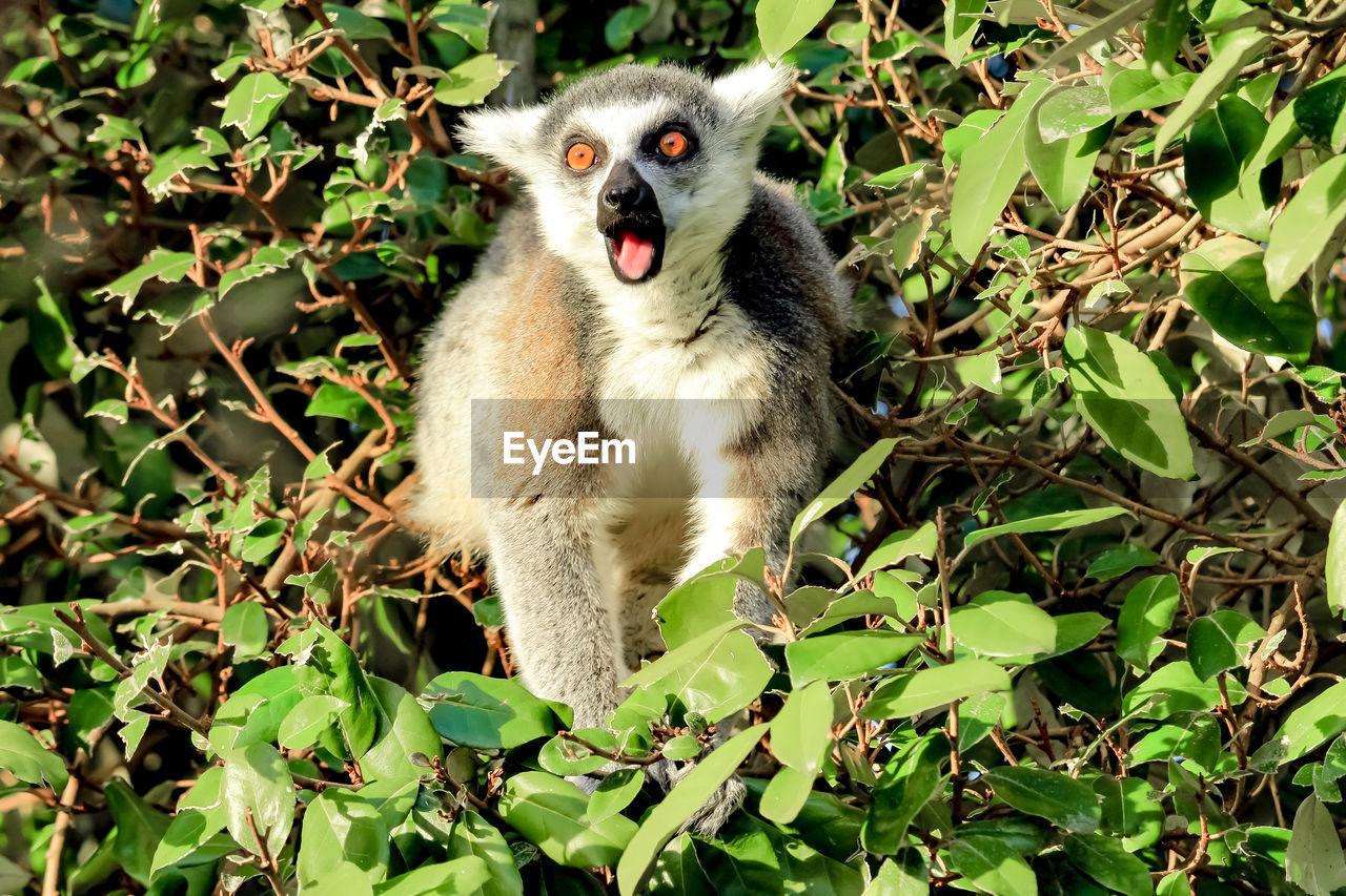 Portrait of a scared lemur 