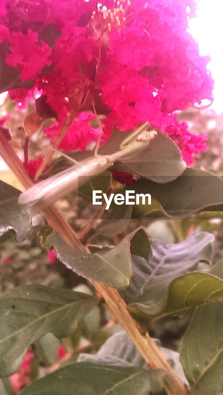 CLOSE-UP OF PINK FLOWERS BLOOMING