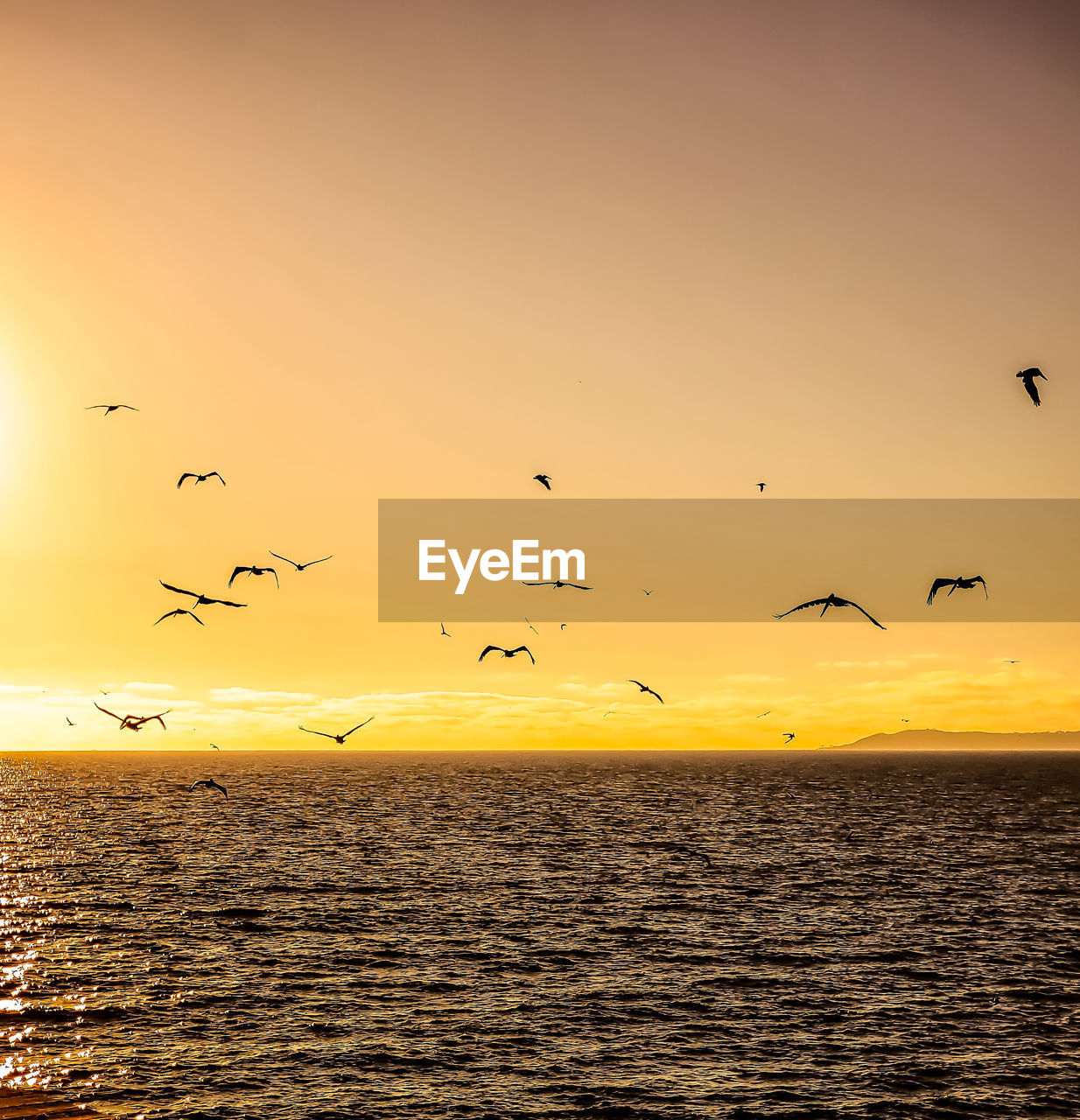 Birds flying over sea against sky during sunset