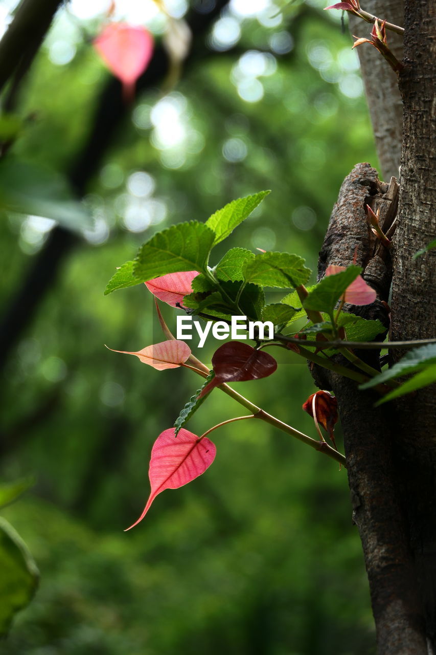 CLOSE-UP OF RED FLOWERING PLANT WITH TREE