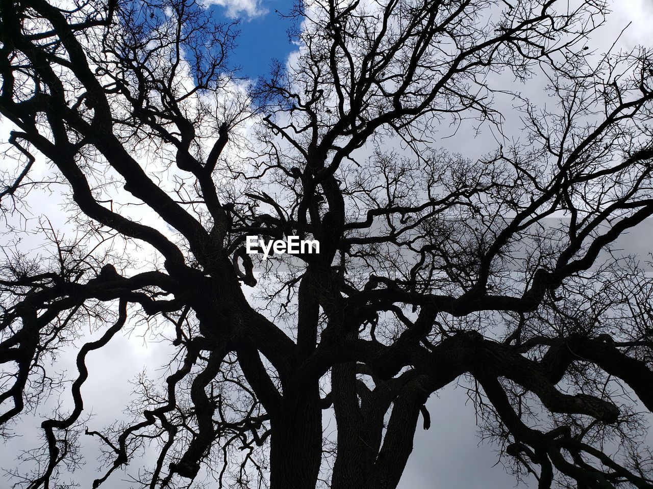 LOW ANGLE VIEW OF TREE AGAINST SKY