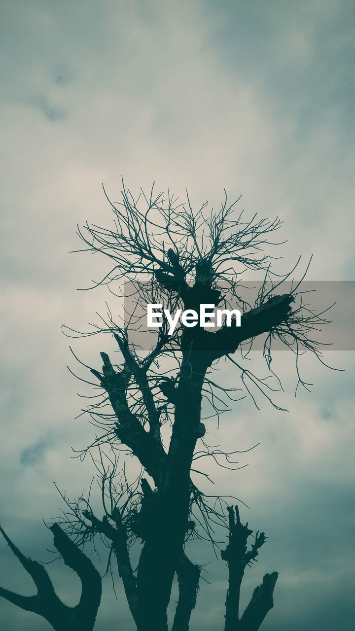 CLOSE-UP OF SILHOUETTE TREE AGAINST SKY