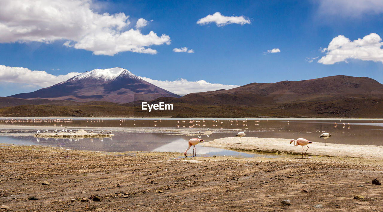 VIEW OF BIRDS ON SHORE AGAINST MOUNTAINS