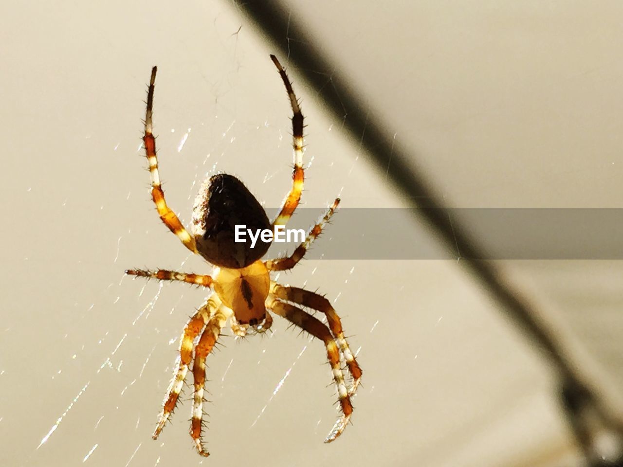 CLOSE-UP OF SPIDER ON WHITE SURFACE