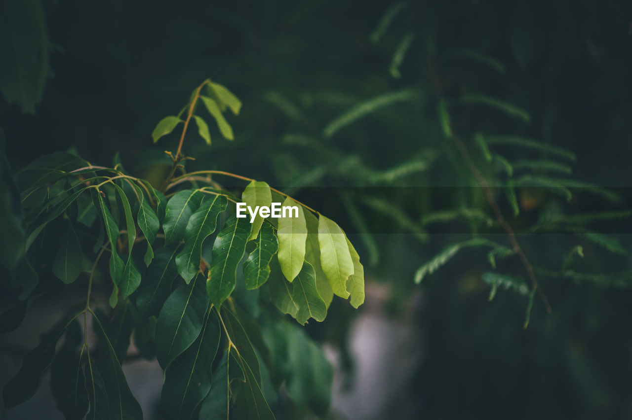 Close-up of leaves on branch