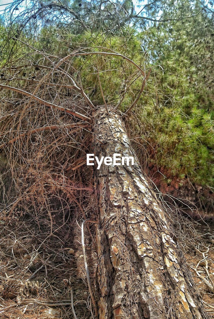 CLOSE-UP OF ROOTS ON TREE TRUNK