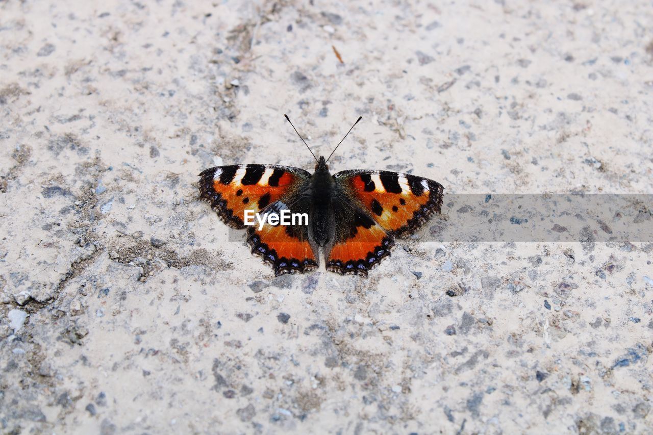 High angle view of butterfly