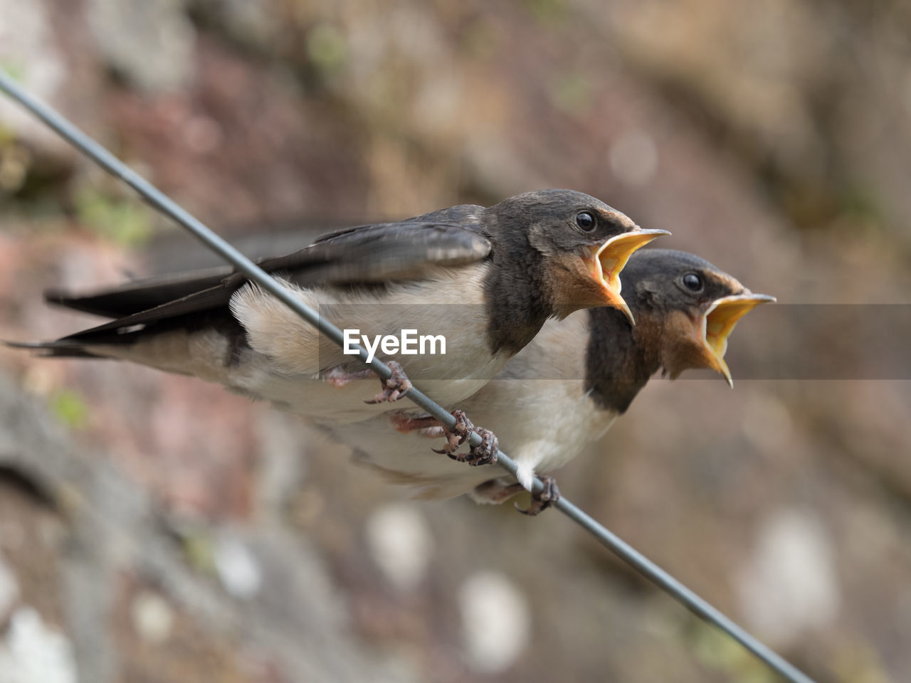 CLOSE-UP OF BIRD PERCHING ON LEAF