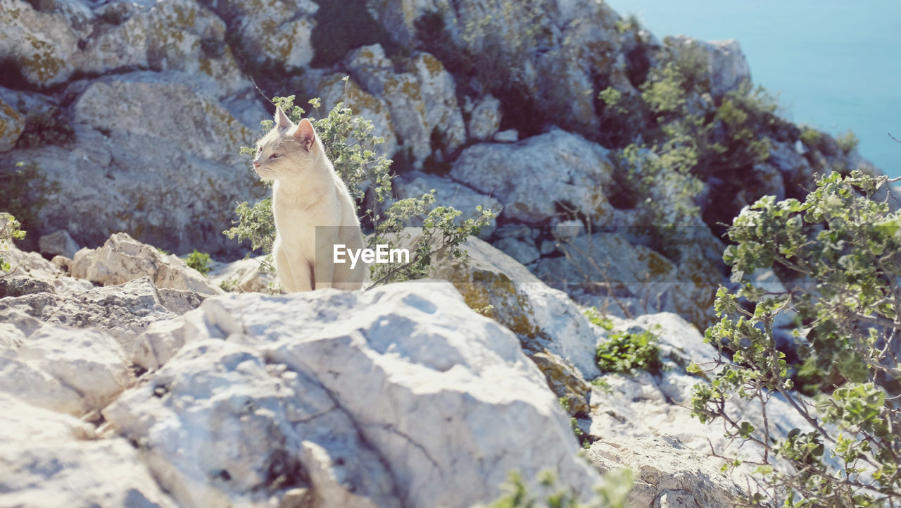 Close-up of cat sitting on rock