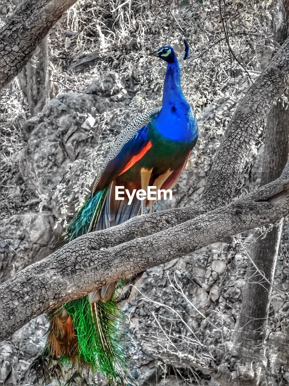 BIRD PERCHING ON BRANCH