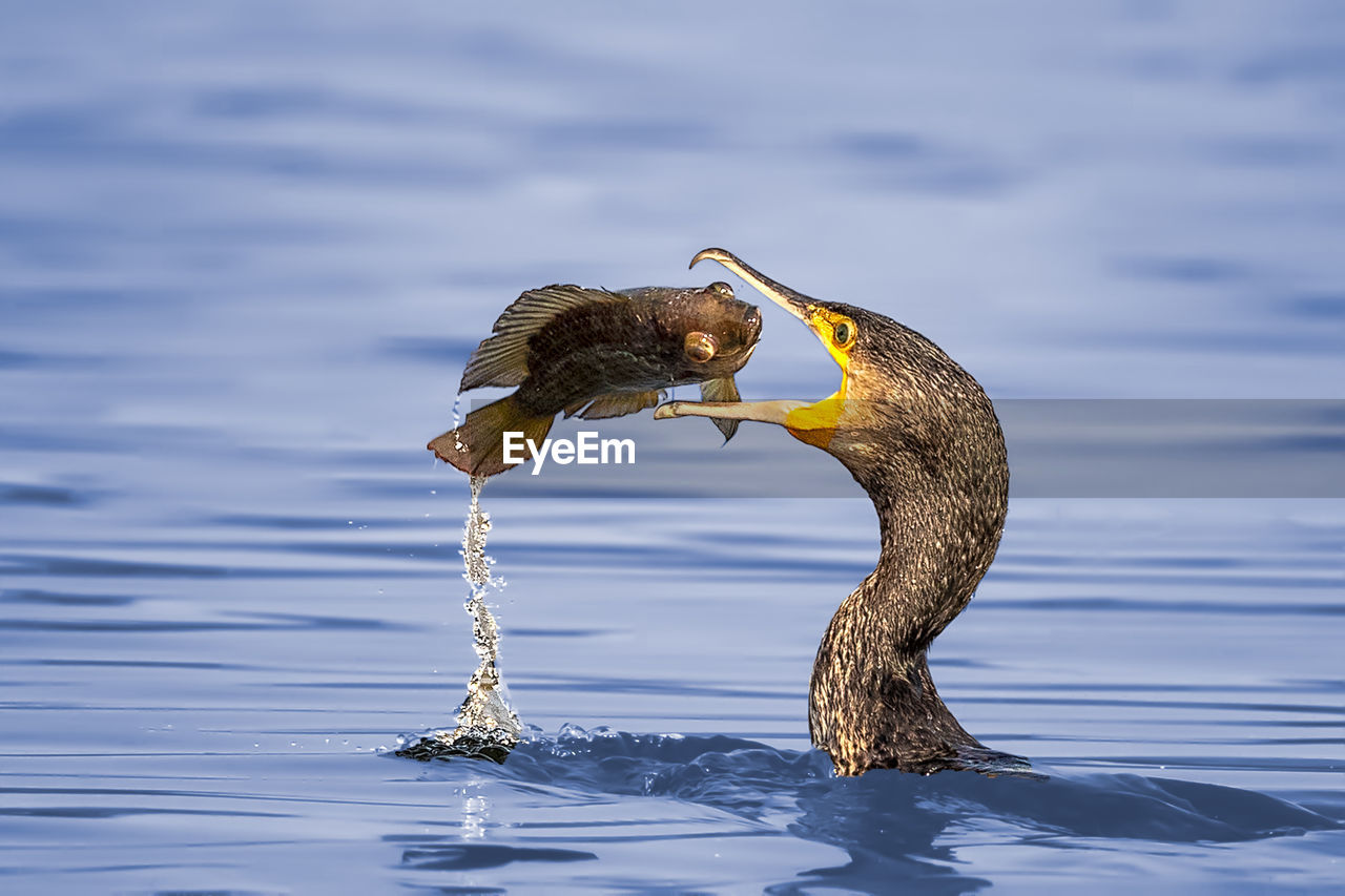 Cormorant eating fish in lake