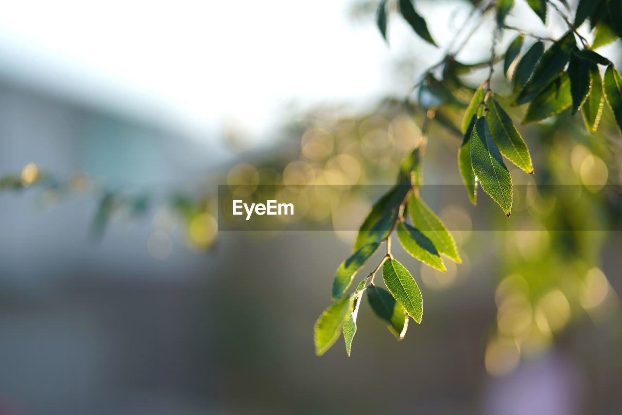 CLOSE-UP OF LEAVES ON BRANCH