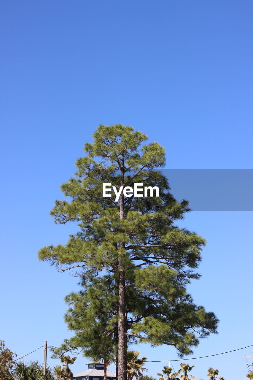 LOW ANGLE VIEW OF TREES AGAINST BLUE SKY