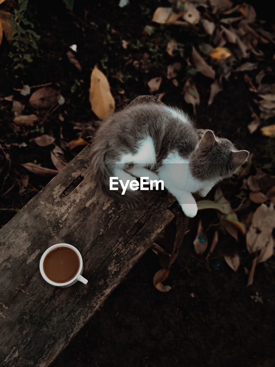 animal, animal themes, cat, mammal, one animal, food and drink, leaf, drink, domestic animals, pet, no people, cup, plant part, nature, food, carnivore, mug, wildlife, coffee cup, high angle view, coffee, wood, domestic cat, feline, outdoors, autumn
