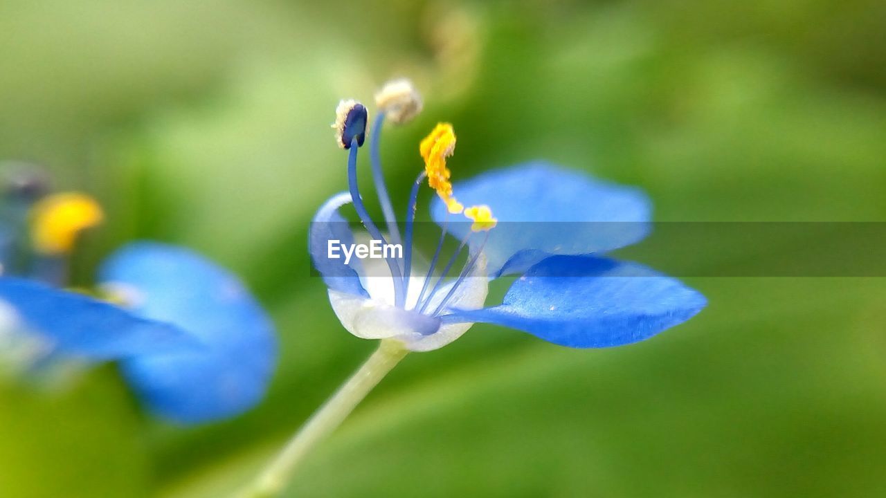 Close-up of blue crocus blooming outdoors