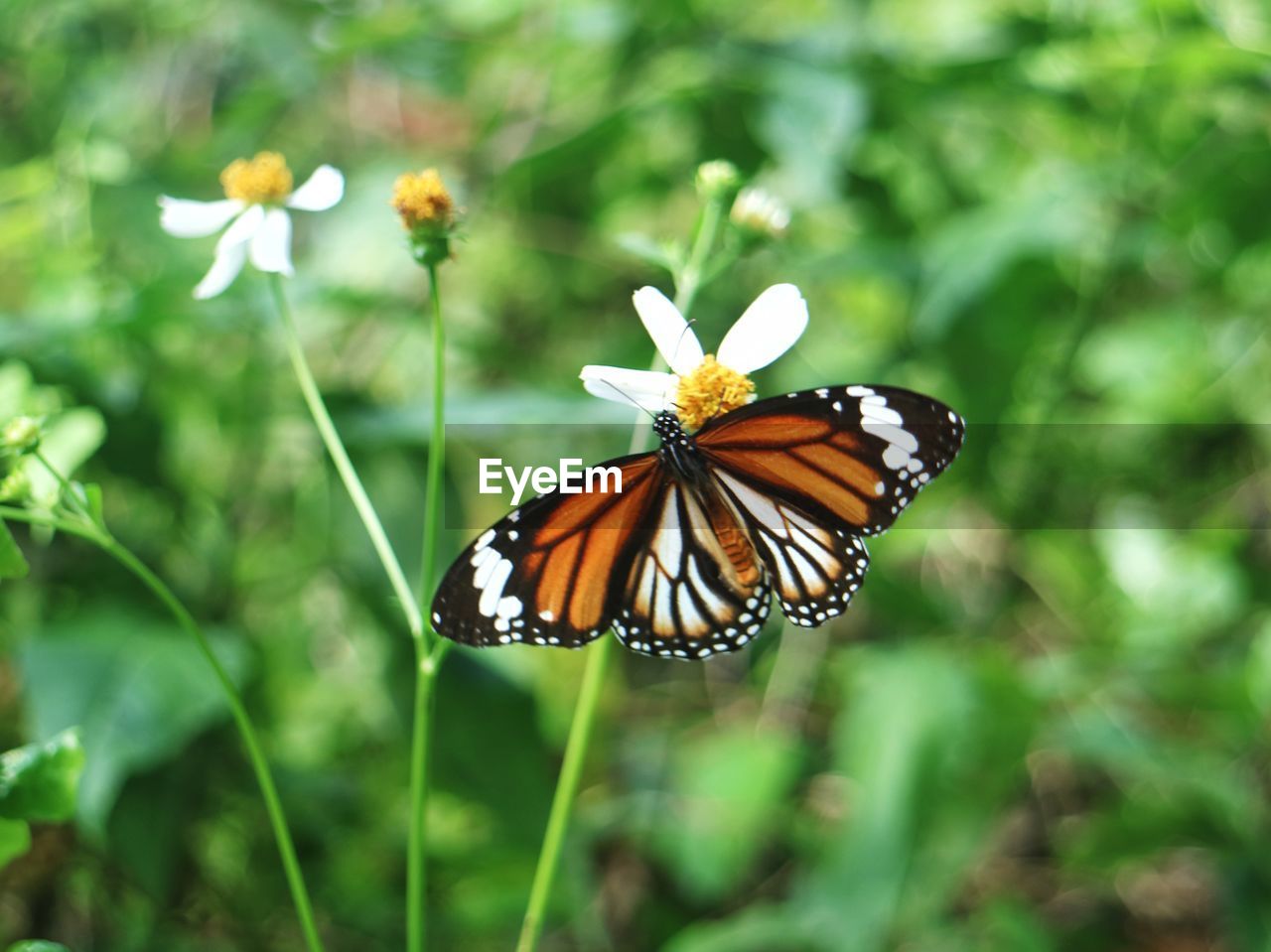 Close-up of butterfly pollinating on flower