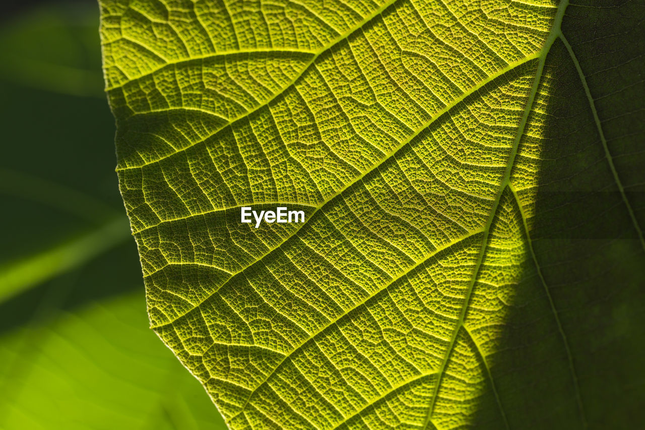 Green teak tectona grandis green leaves.