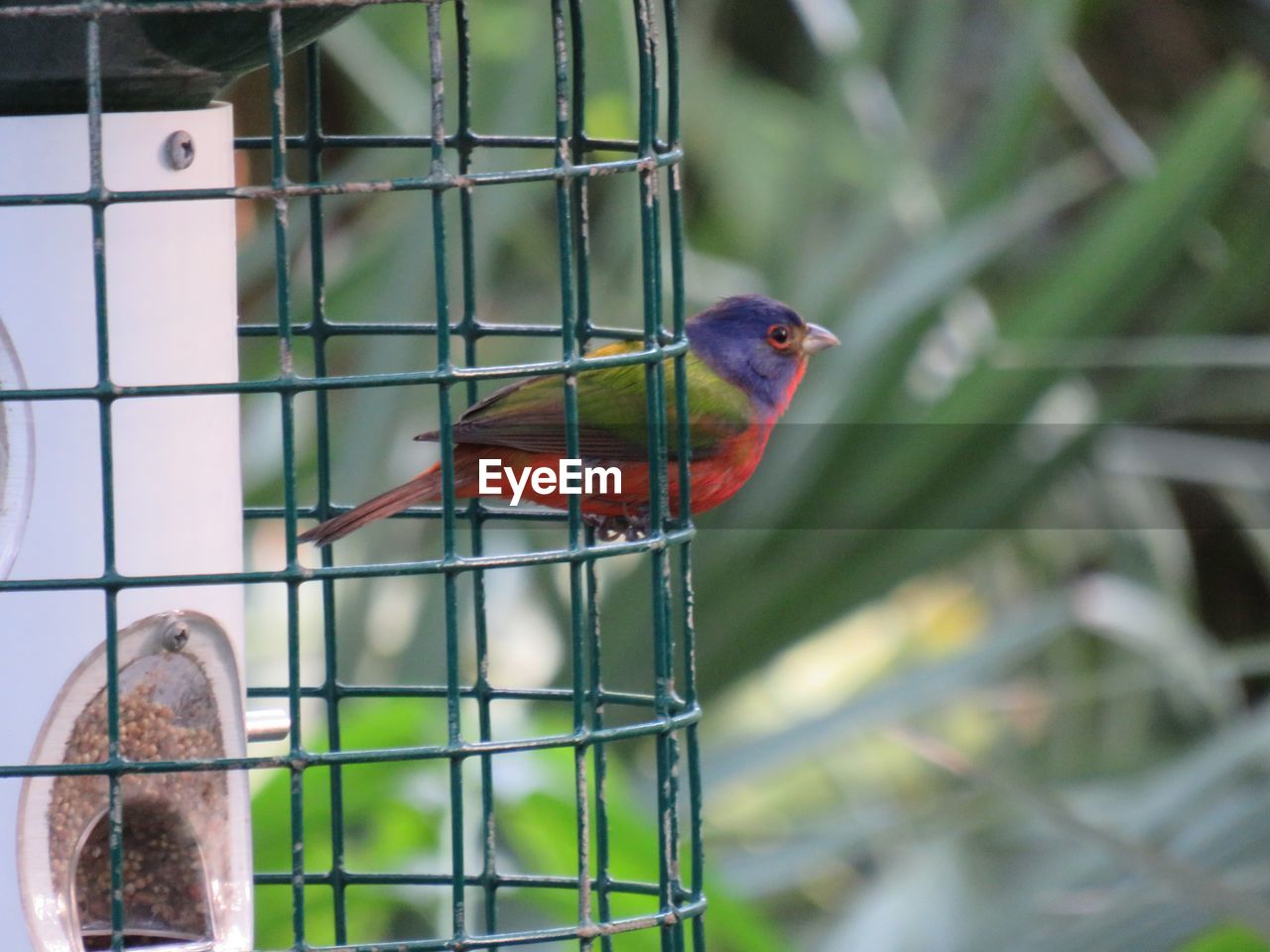 Close-up of a painted bunting perching on feeder