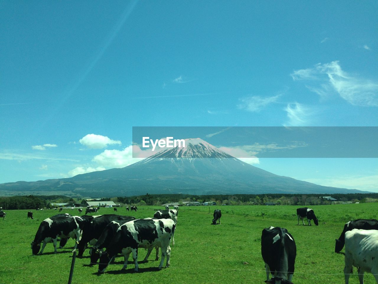 Panoramic view of cows on green grass field against sky behind mount fuji in spring season.