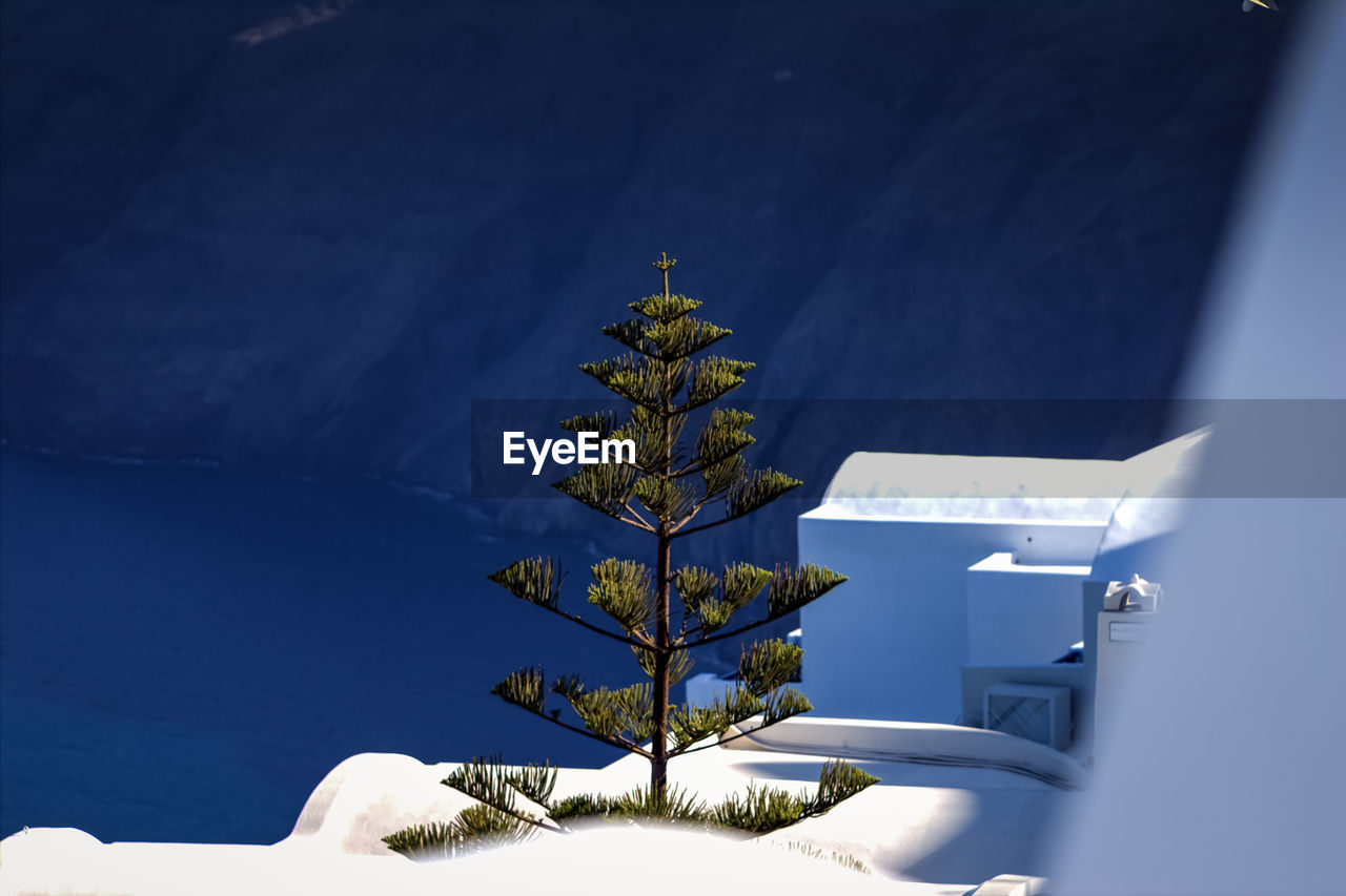 Tree against calm blue sea