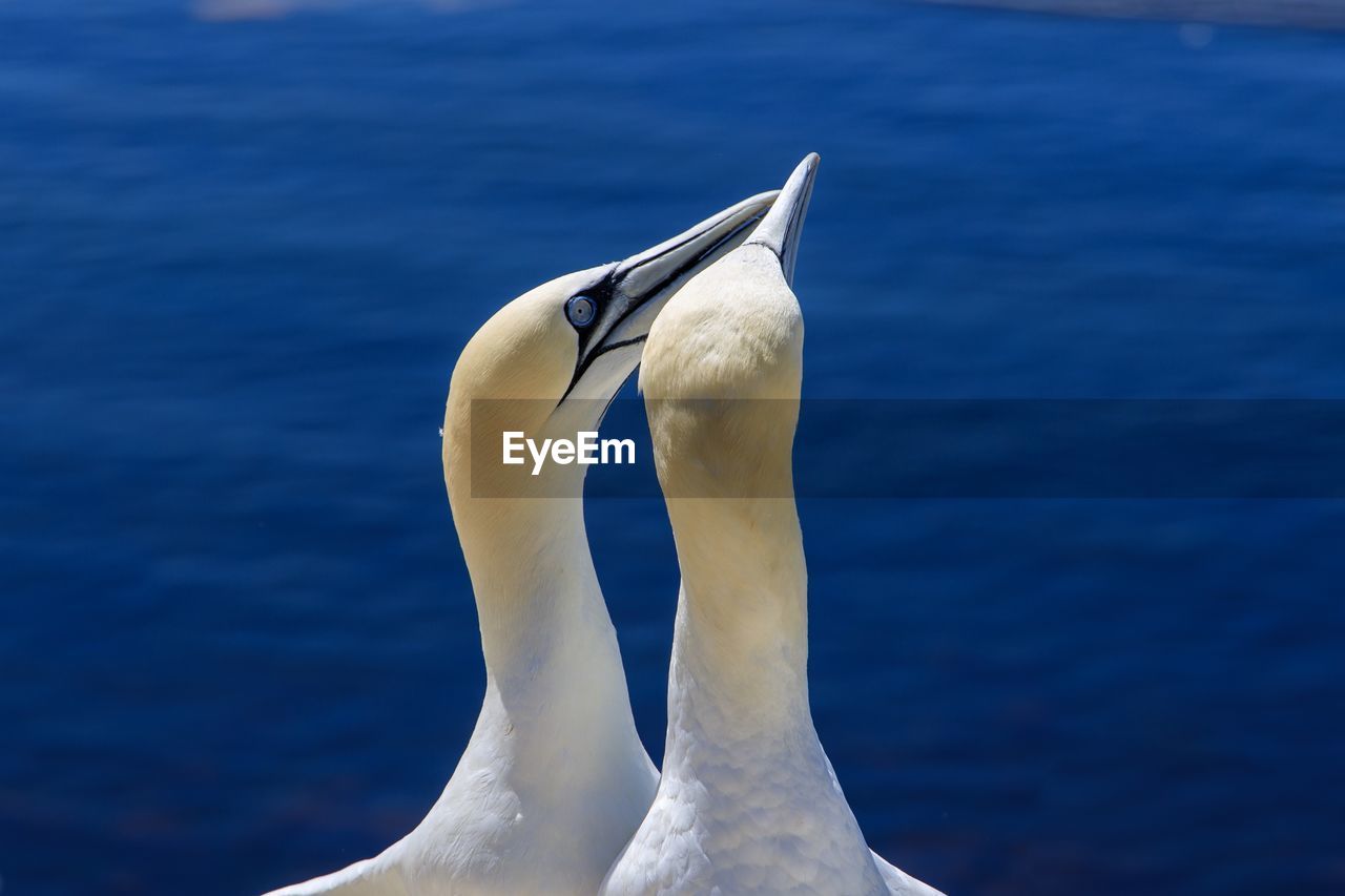 Close-up of bird