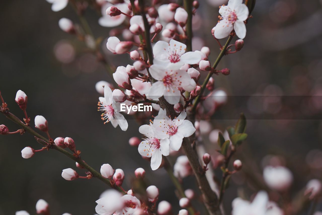 Springtime