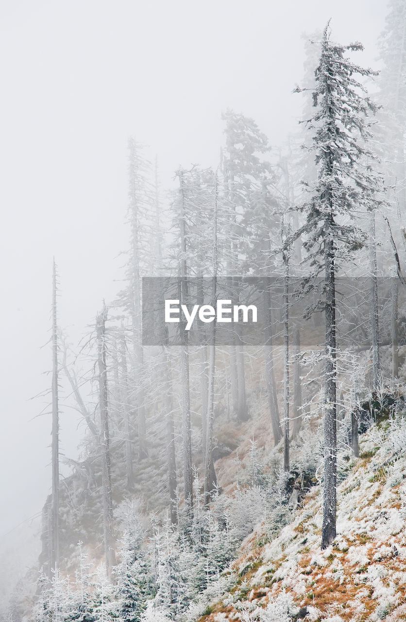 Frozen trees on mountain during foggy weather