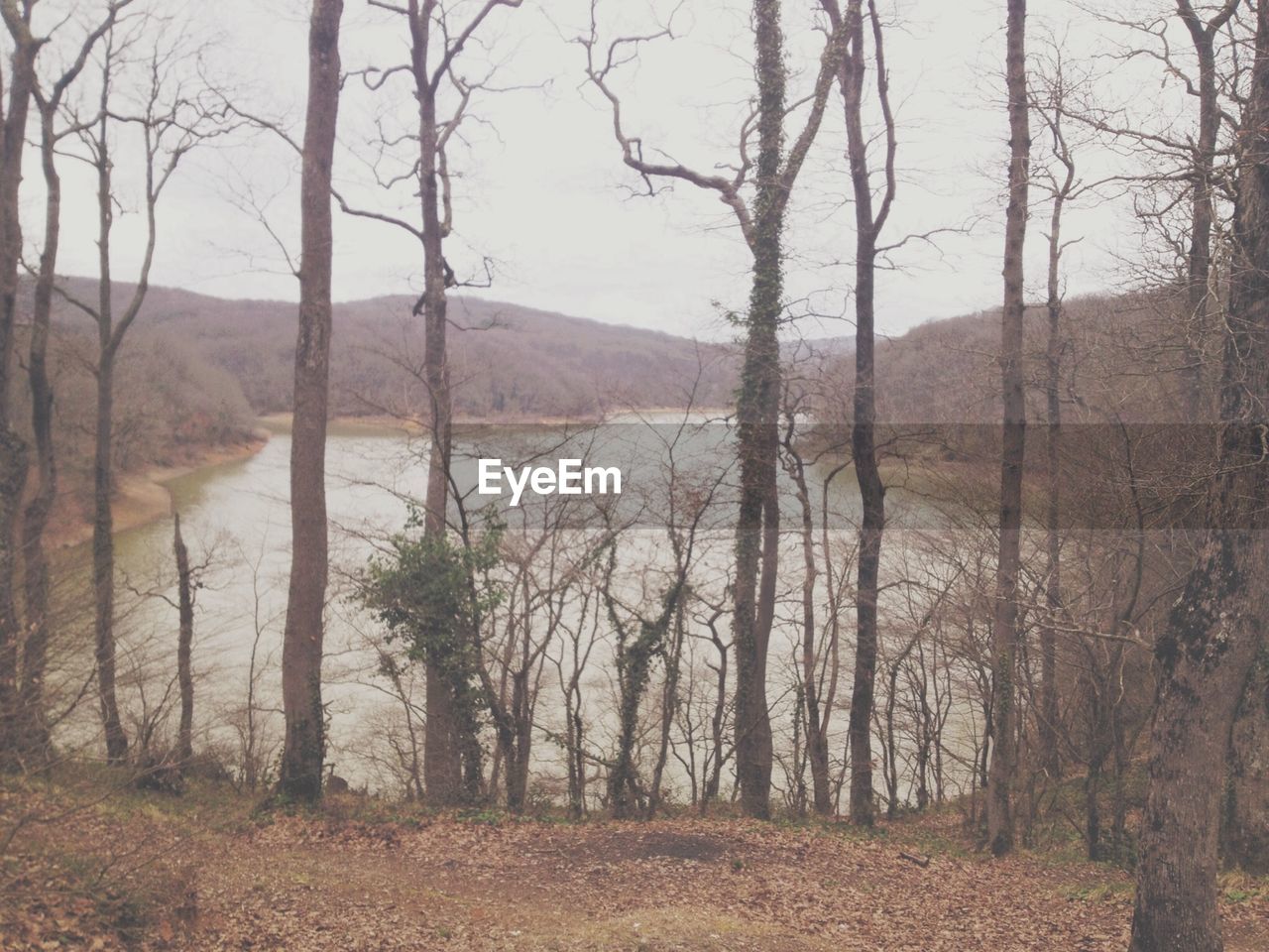 Trees against calm countryside lake