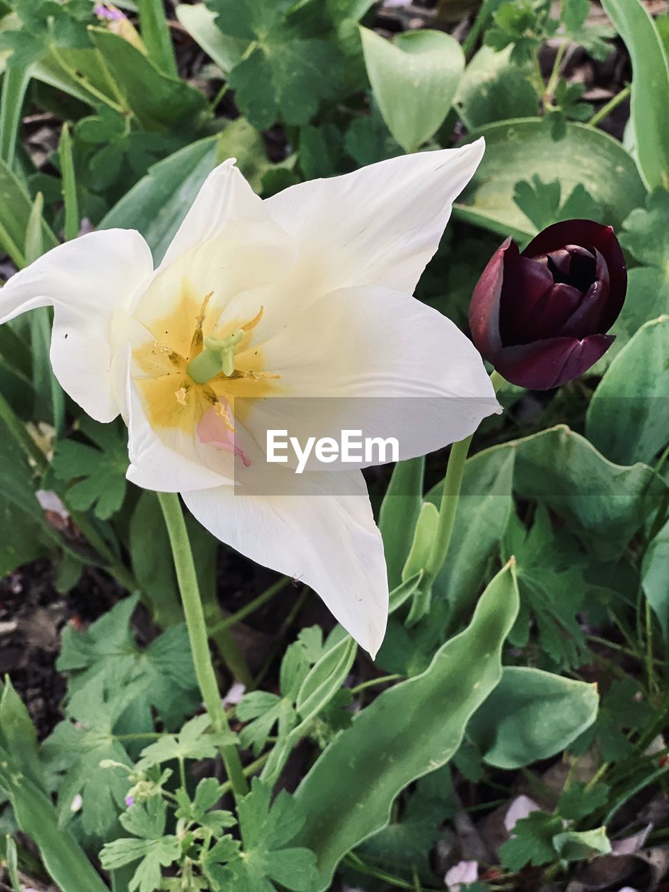 flower, flowering plant, plant, beauty in nature, freshness, petal, flower head, growth, inflorescence, fragility, leaf, plant part, close-up, nature, green, white, pollen, no people, springtime, blossom, botany, outdoors, stamen, day, high angle view