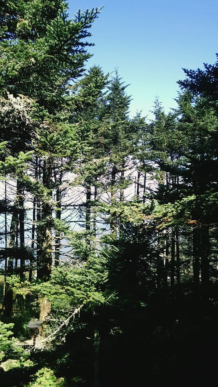 TREES AGAINST SKY IN FOREST