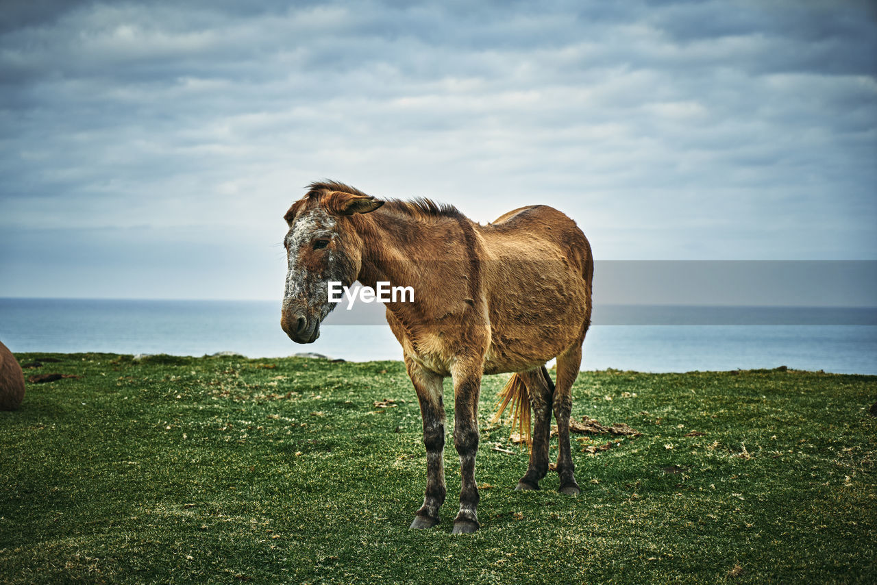A lone mule overlooks the wild coast on a windy day.