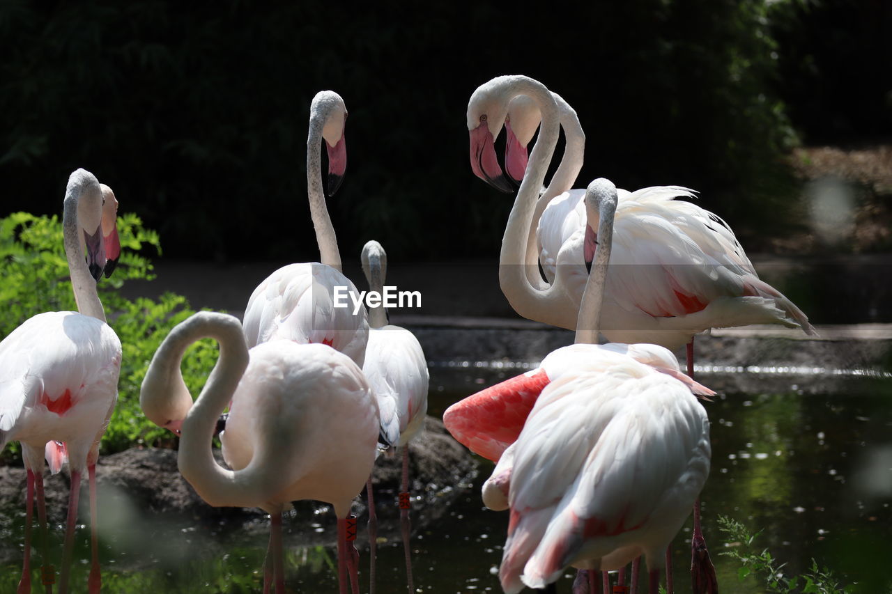 Swans on a lake