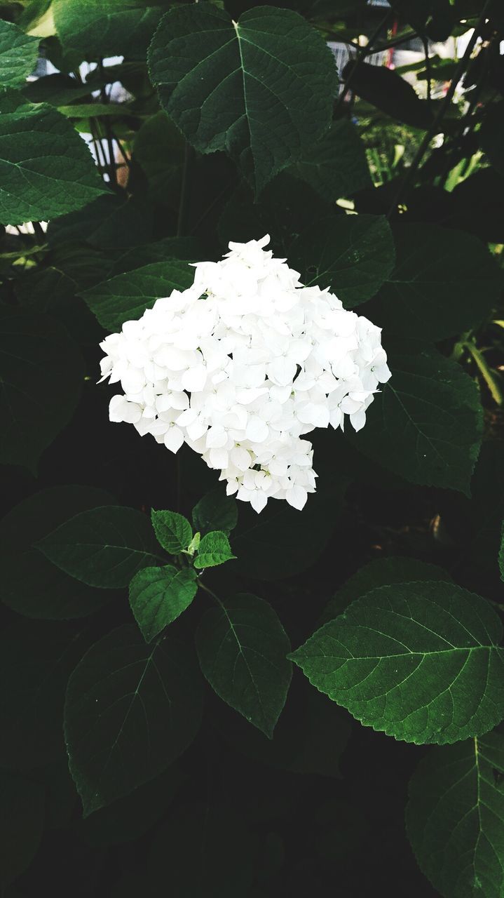 CLOSE-UP OF WHITE HYDRANGEAS BLOOMING OUTDOORS