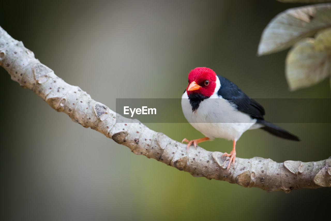 Yellow-billed cardinal perching on branch