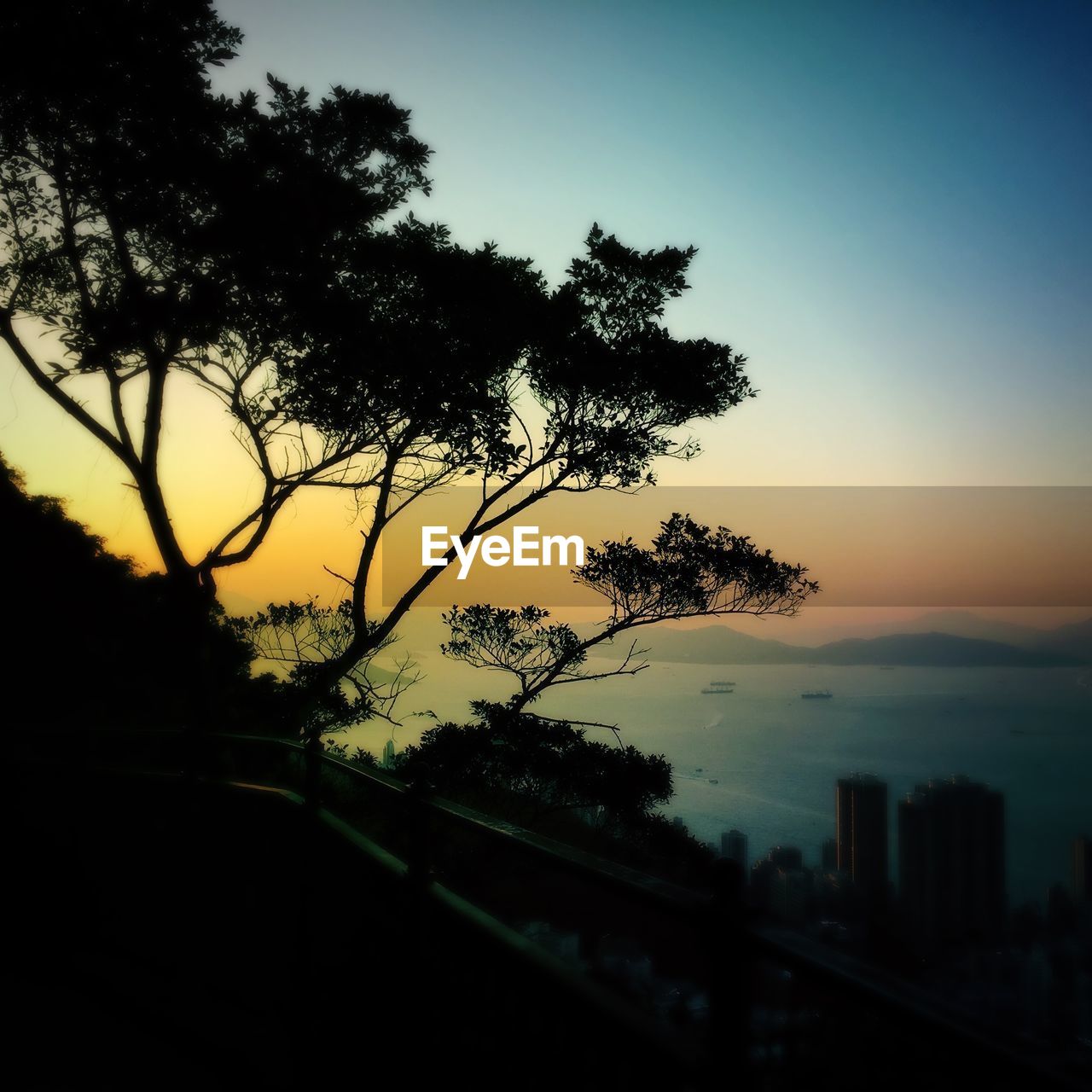 VIEW OF TREES AT SUNSET