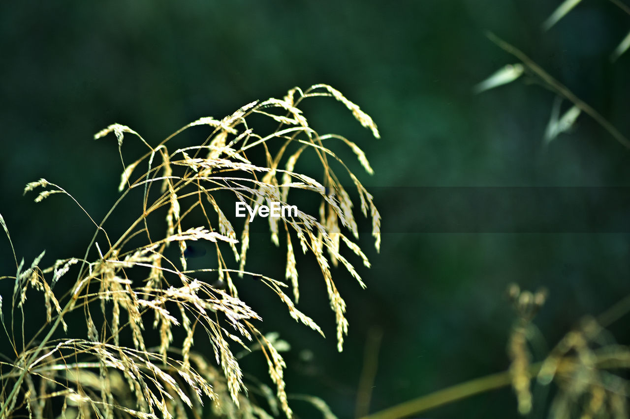 nature, grass, plant, green, branch, sunlight, leaf, flower, growth, focus on foreground, no people, beauty in nature, tree, close-up, outdoors, macro photography, land, plant part, plant stem, light, environment, landscape, day, selective focus, agriculture, tranquility