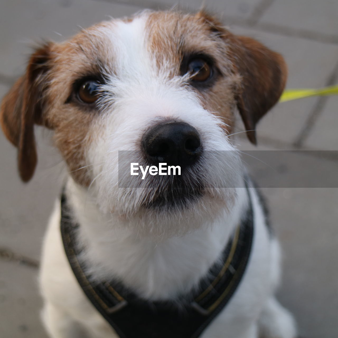 one animal, pet, domestic animals, dog, canine, mammal, animal themes, animal, puppy, portrait, looking at camera, parson russell terrier, terrier, young animal, cute, no people, white, animal body part, focus on foreground